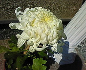 200910291128000.jpg